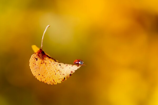 Feuille d automne tombant avec coccinelle