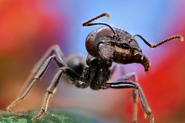 Macro di formica-grande e forte