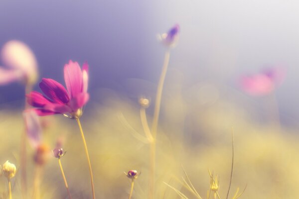 Fleurs sauvages roses