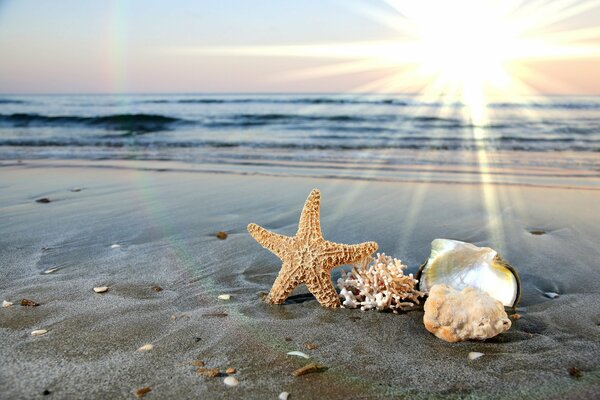 Seashells and a starfish on the background of the sea