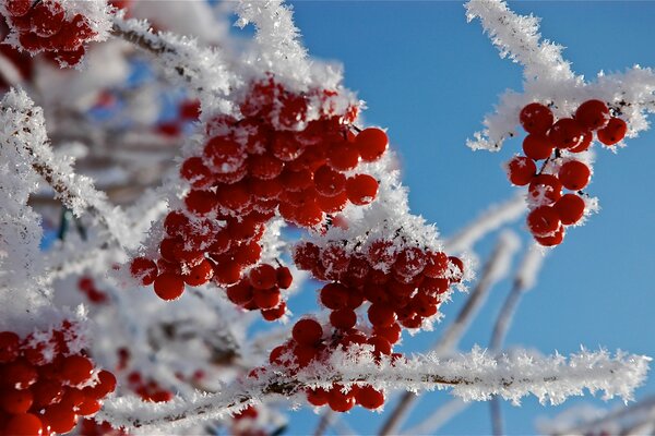 Bacche di sorbo gelide in inverno