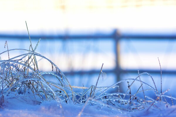 Avec l arrivée des gelées tout autour dans la nature: la clôture, l herbe et l herbe comme si on murmurait au sujet de l arrivée de l hiver avec le gel inhérent et même la neige