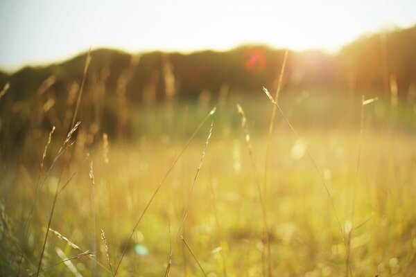 Prairie verte baignée par le soleil d été