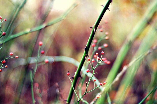 Rote, kleine Beeren vor dem Hintergrund von stacheligen Stängeln