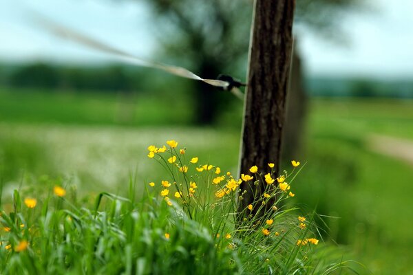 Makrofoto eines Nagels auf einem Zaun in einem grünen Feld