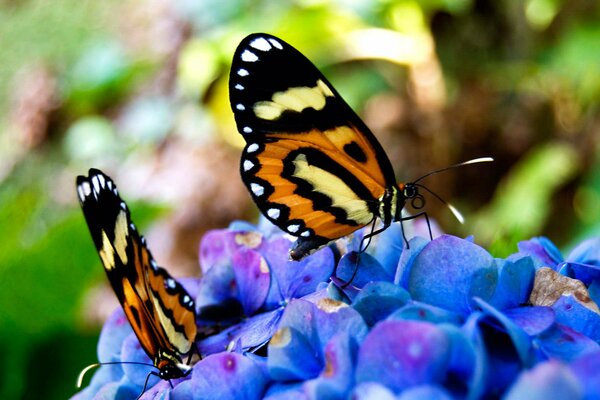 Las mariposas se sientan en las flores azules
