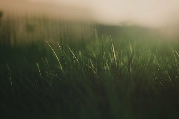 Zielona trawa pod ujęciem makro