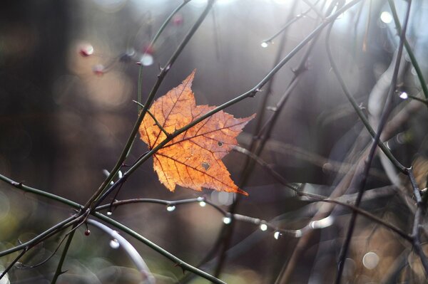 Feuille solitaire coincée dans les branches