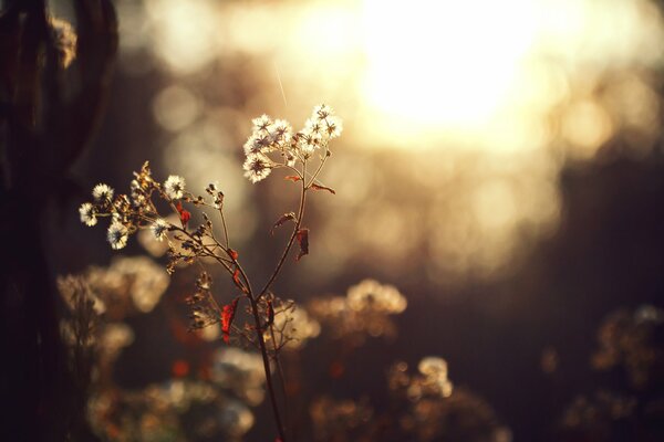 A twig in the sun in a foggy haze