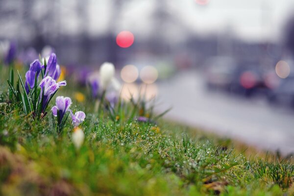 Kleine lila Blüten nach dem Regen