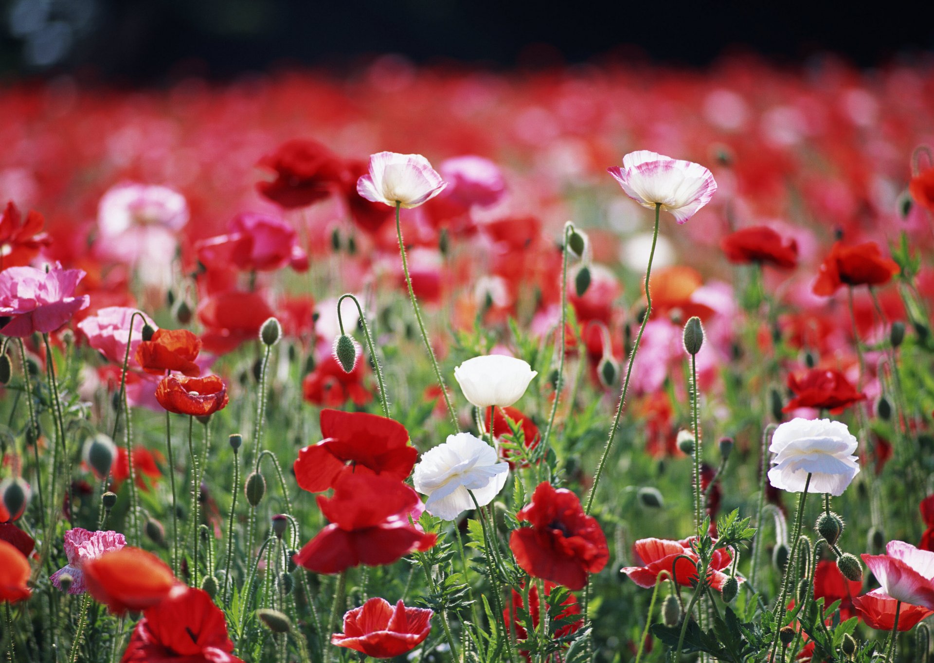 flower poppies red white the field close up plant