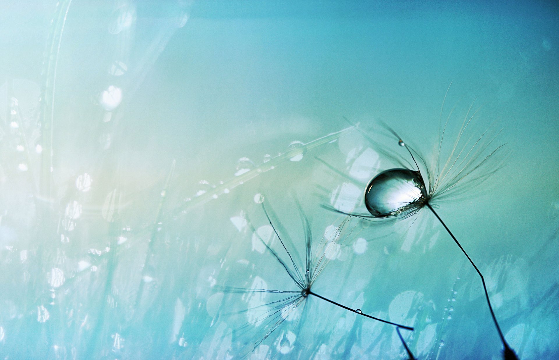 close up drops dandelion of the rosa