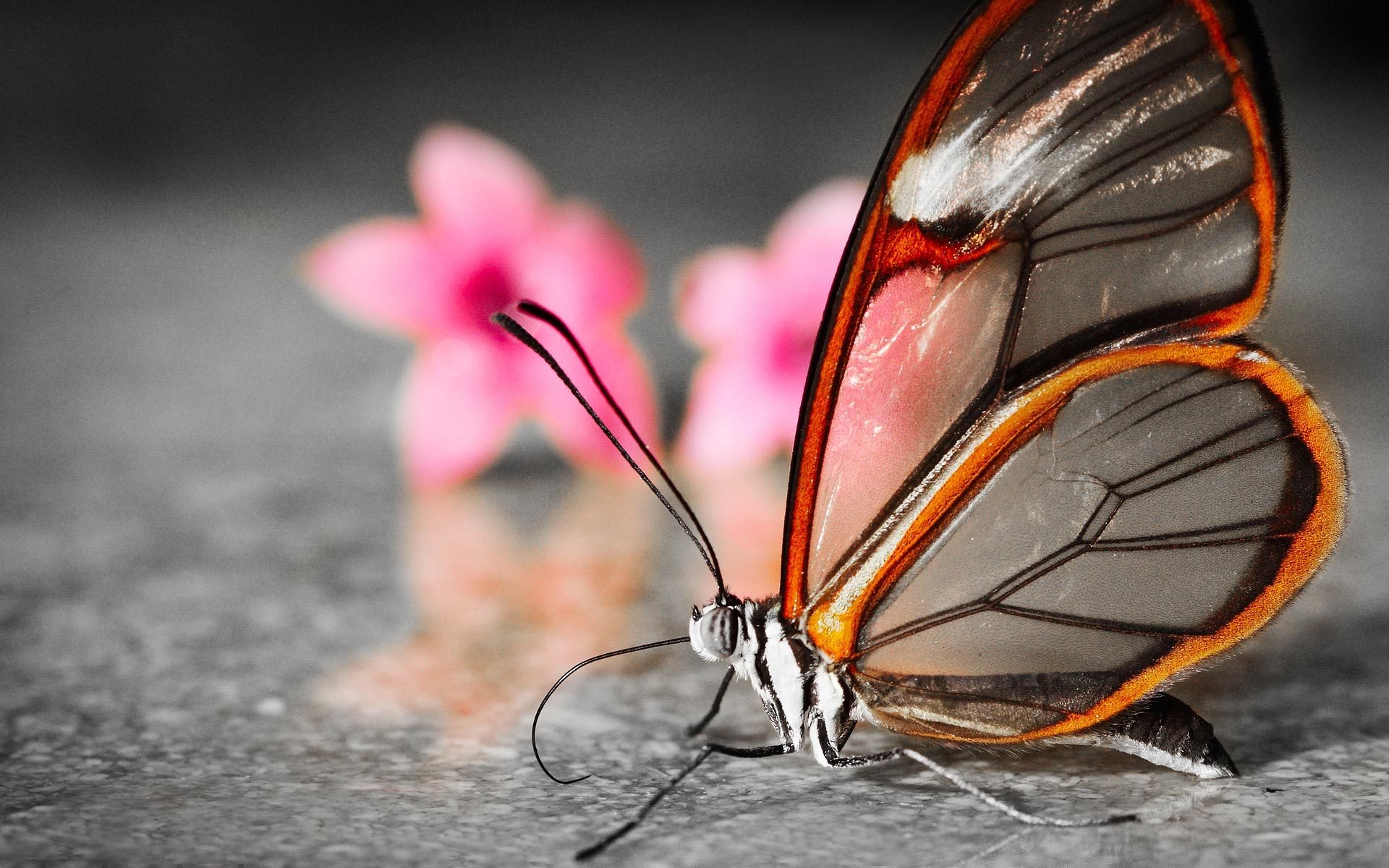 papillon fleurs flou translucide ailes