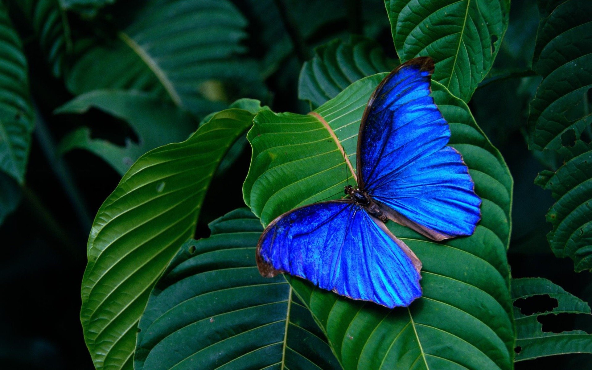 background leaves blue butterfly wings insect