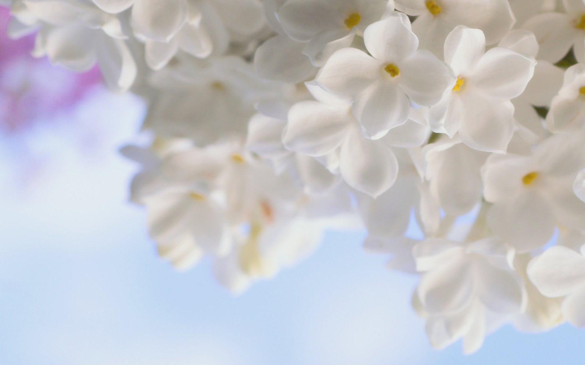 lila blanco flores ternura primavera macro