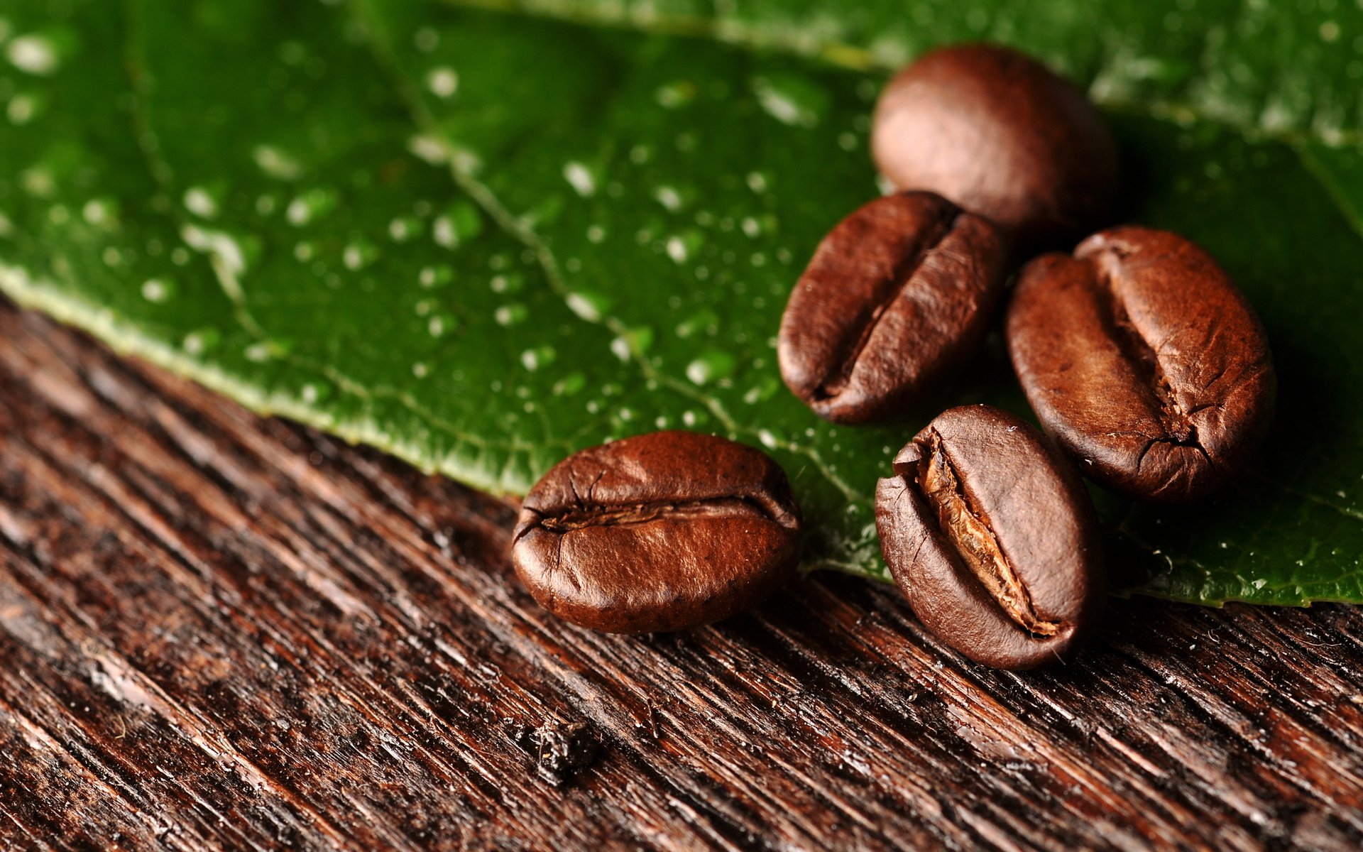 café grano hoja macro frijol macro