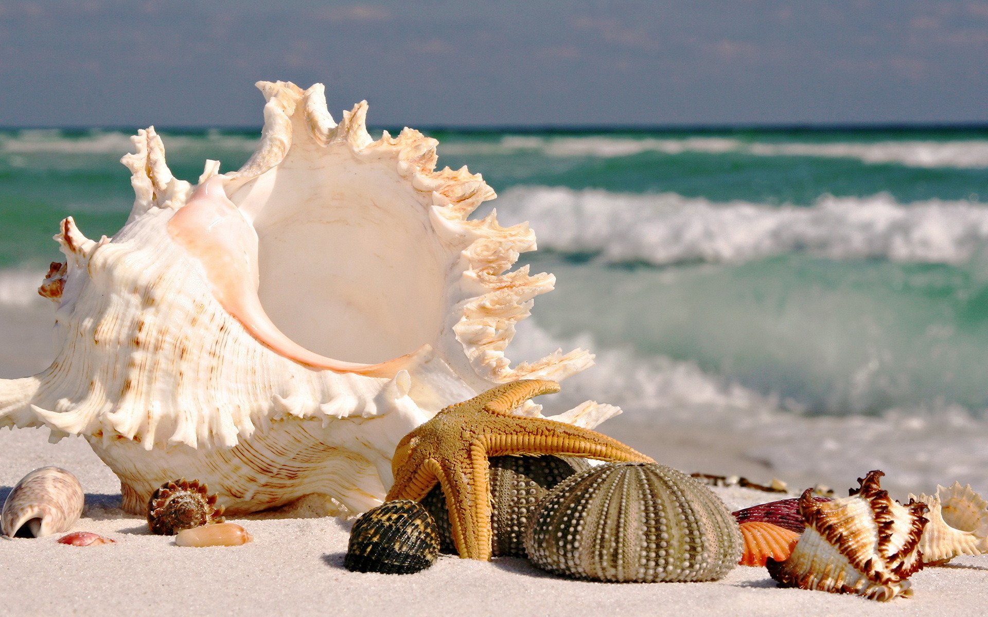 ufer ozean verschiedene muscheln stern fokus