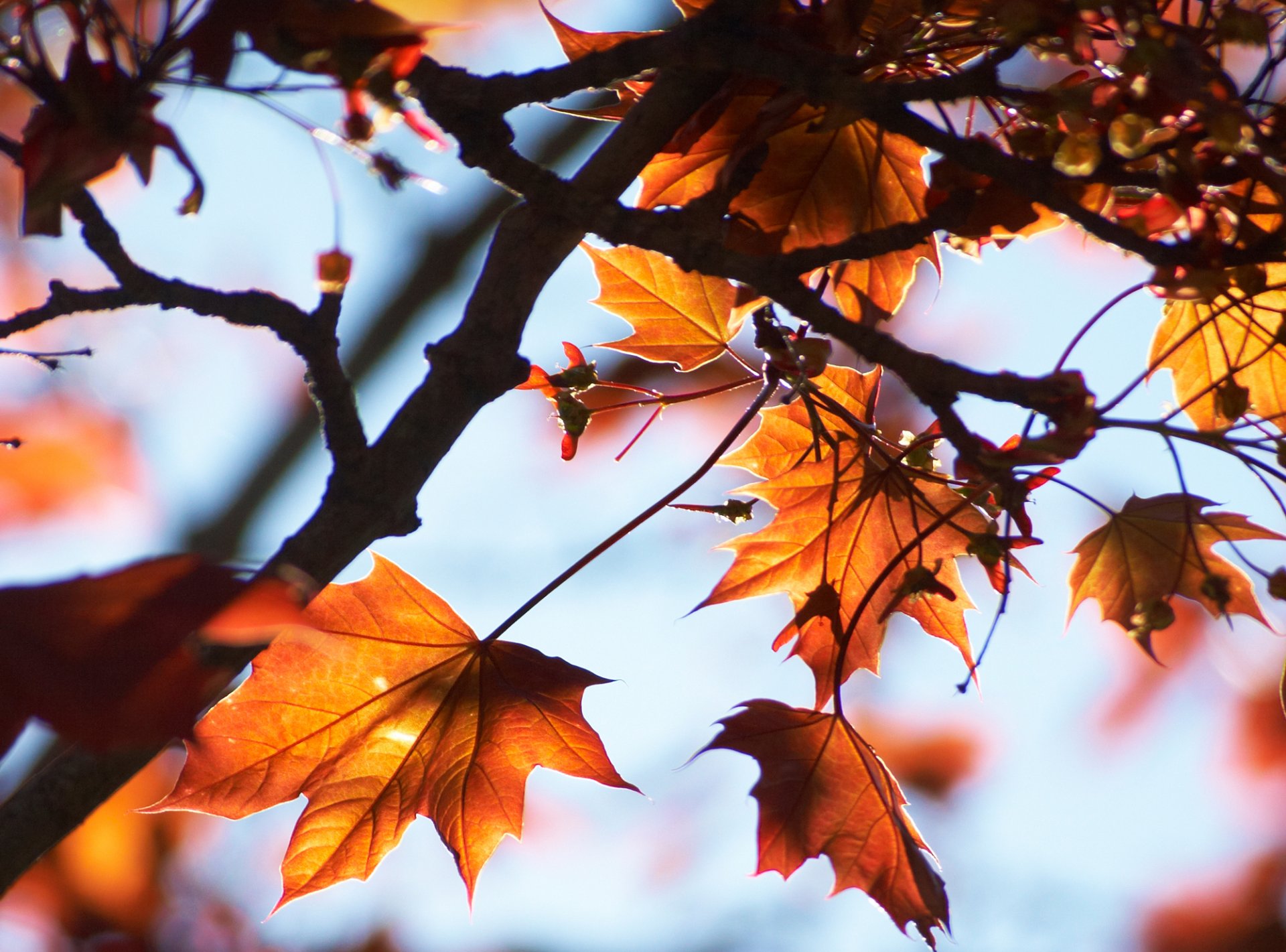 foglie autunno albero macro rami cielo luce