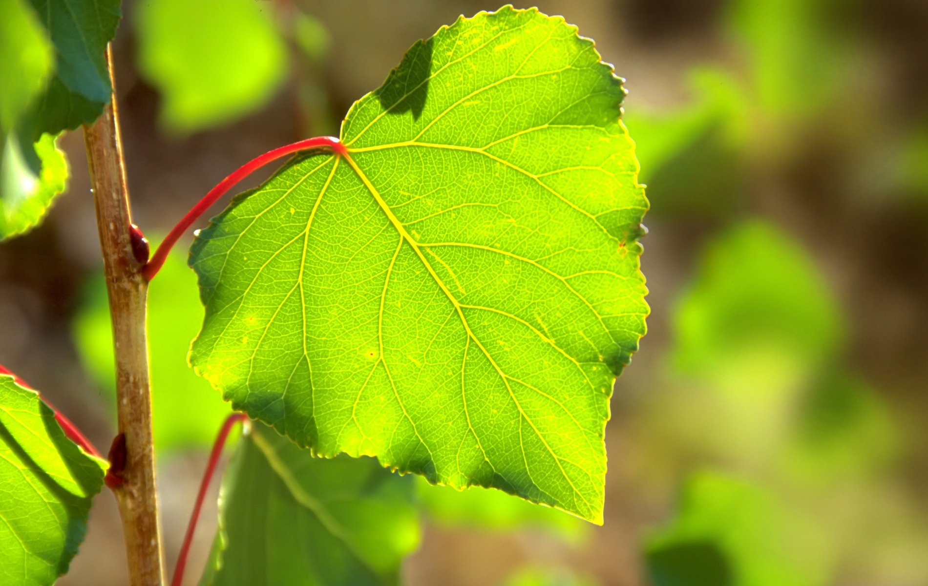 linde blatt frühling grün sonne licht blendung