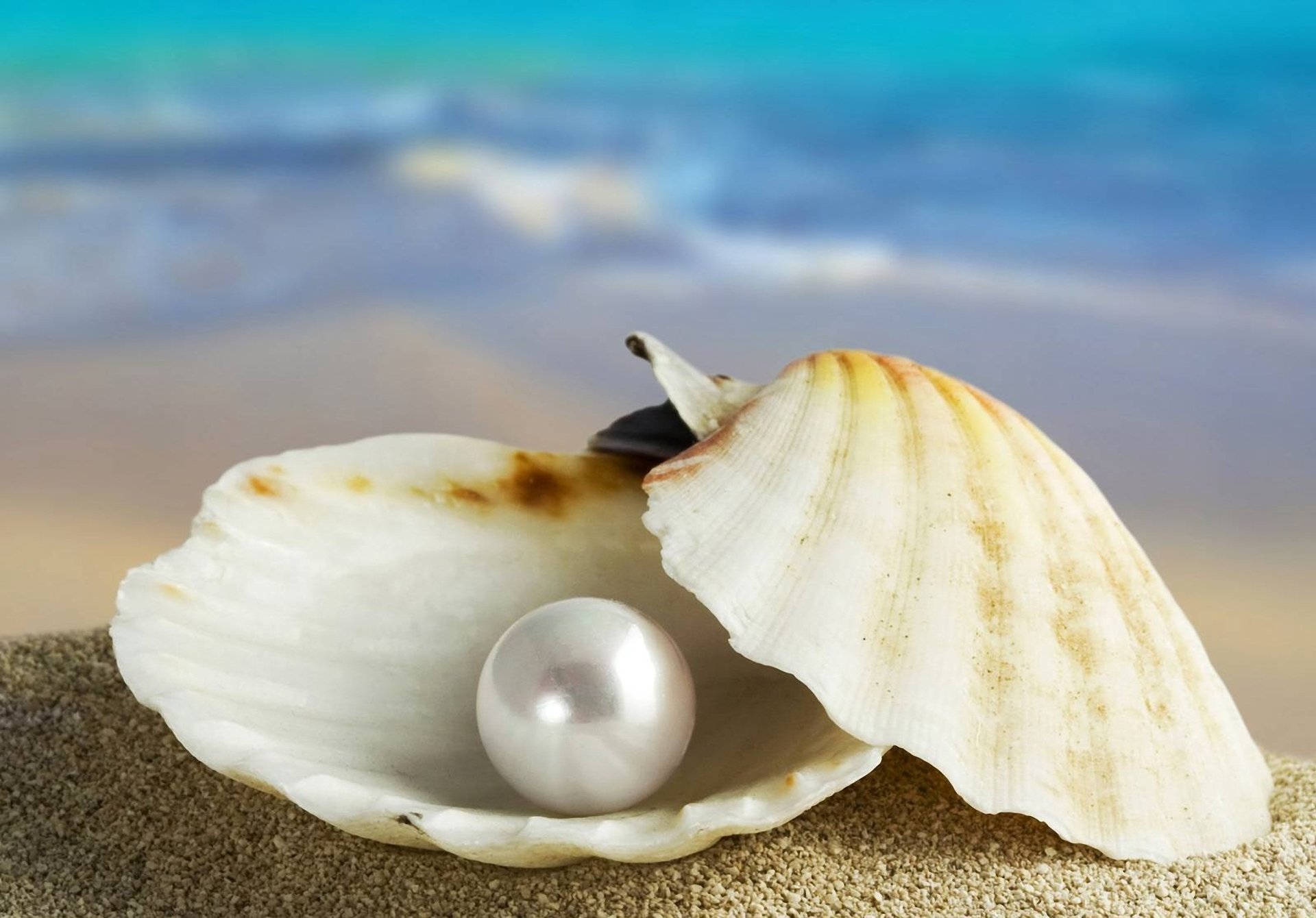 pearl shell shell pearl marco sea sand