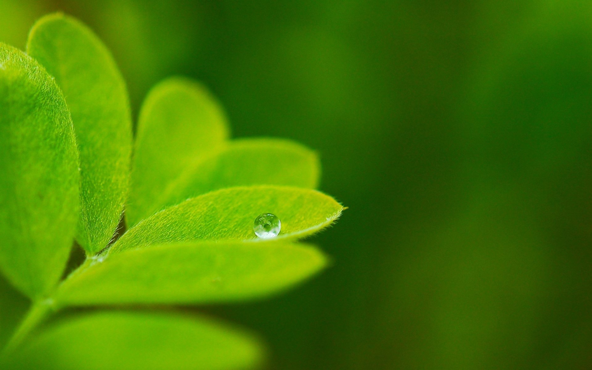 natura piante foglia verde macro goccia sfondo carta da parati