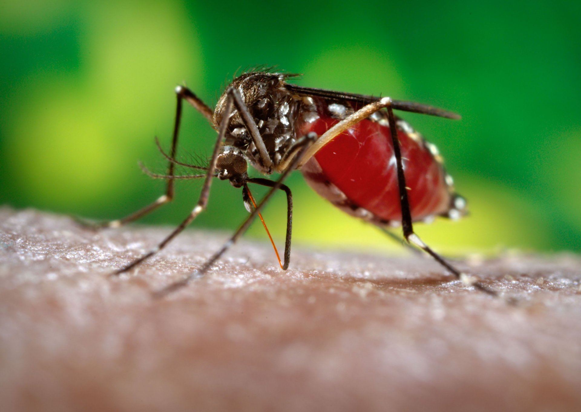 macro zanzara pelle mano succhiare sangue carta da parati