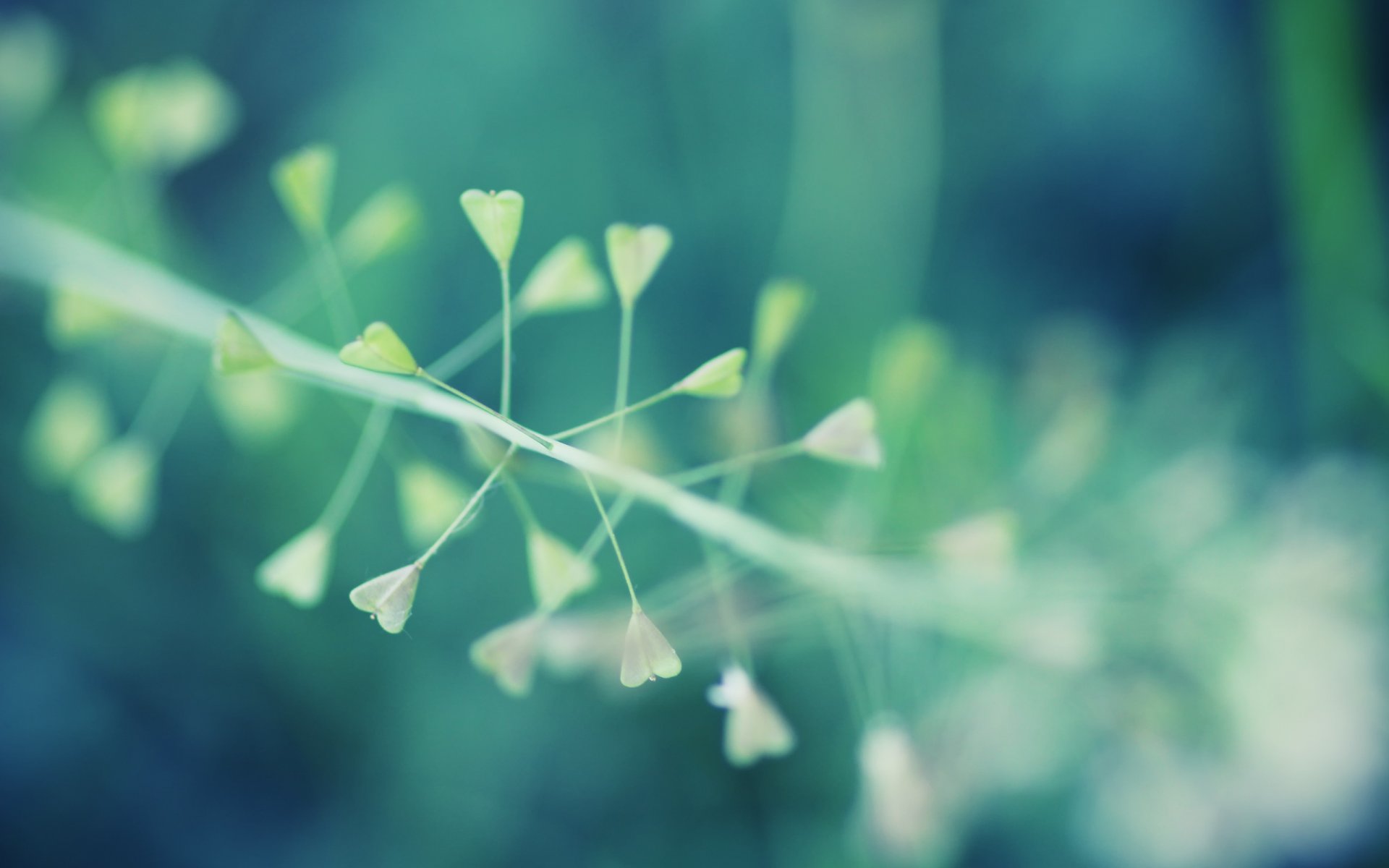 close up plant bokeh effect macro bokeh 2560x1600