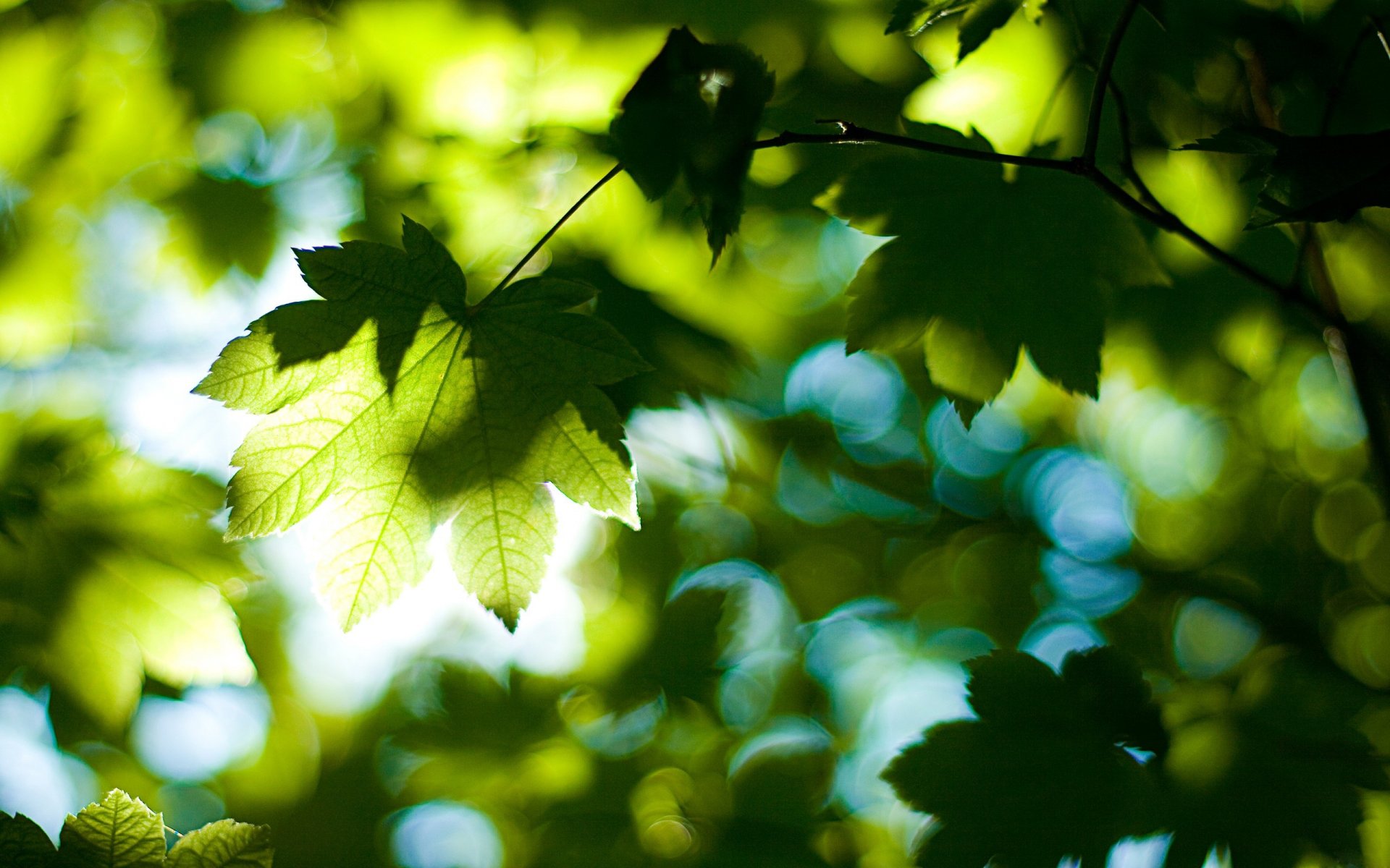 naturaleza árboles hojas follaje verano bosque luz día