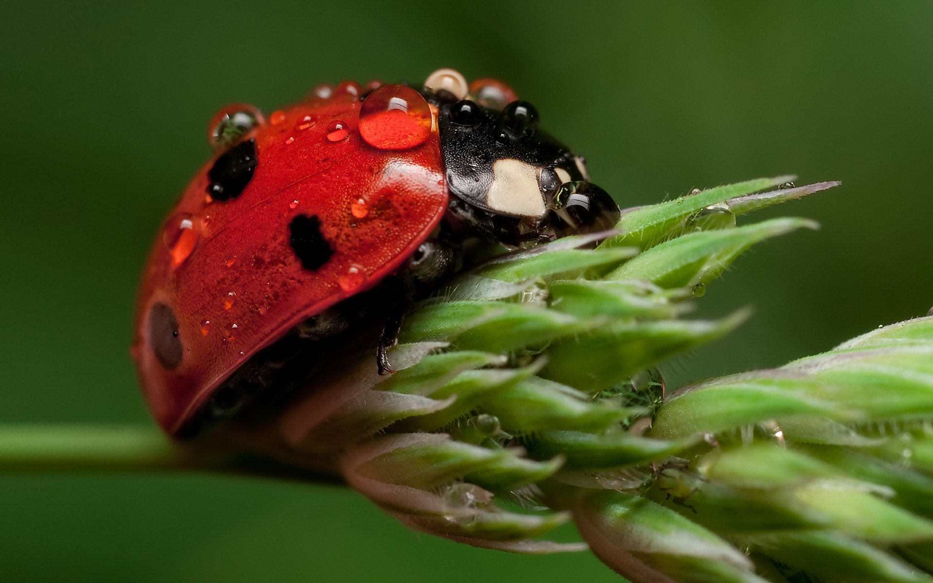 mariquita insecto gotas agua planta tallo fondo