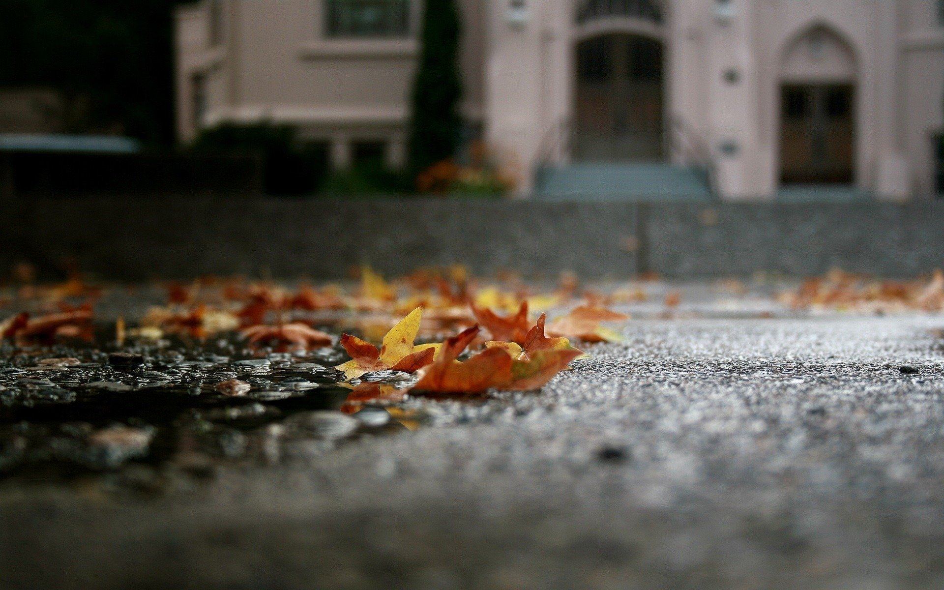 close up asphalt autumn fallen leaves a pool