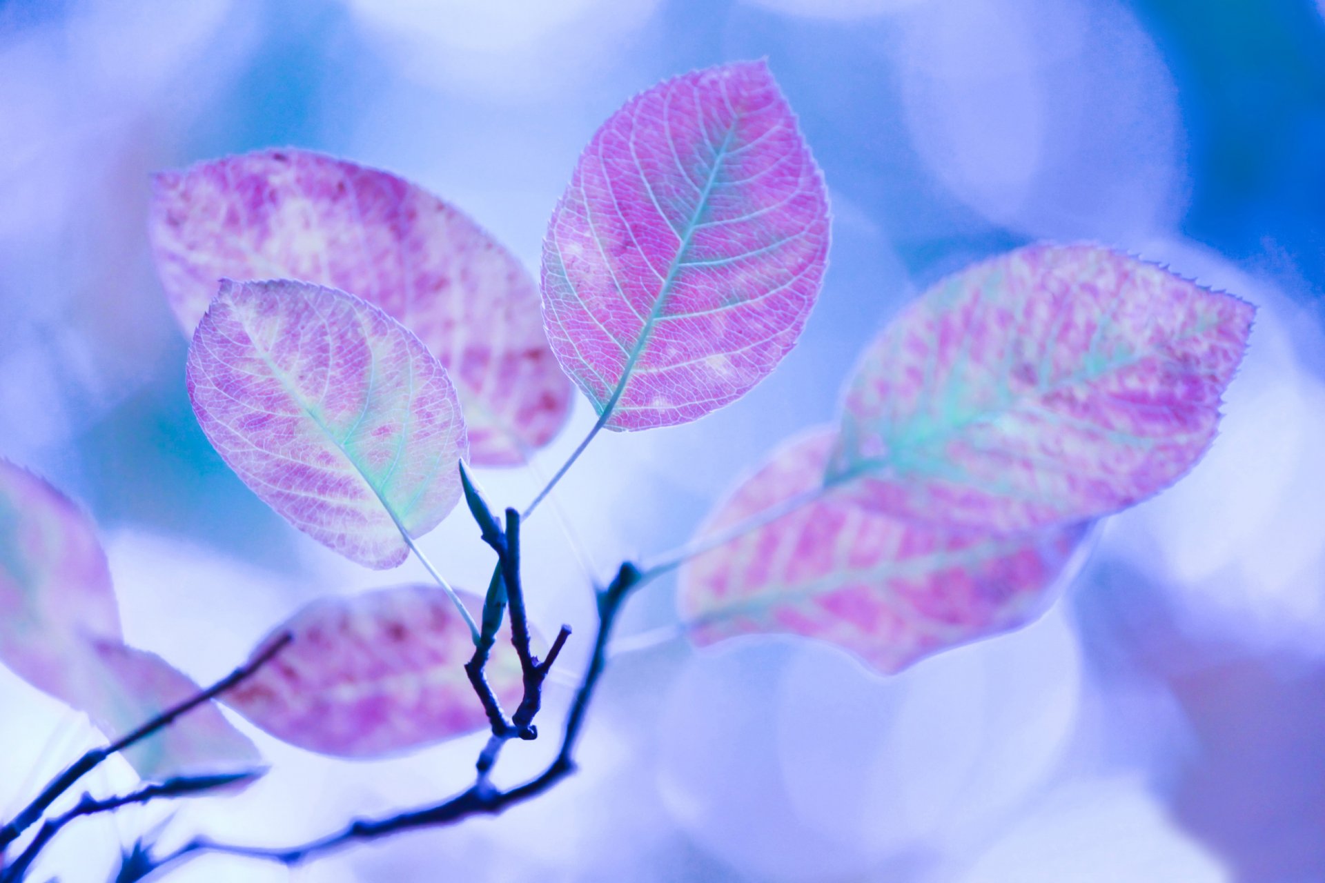 branch leaves close up autumn processing reflections light flower