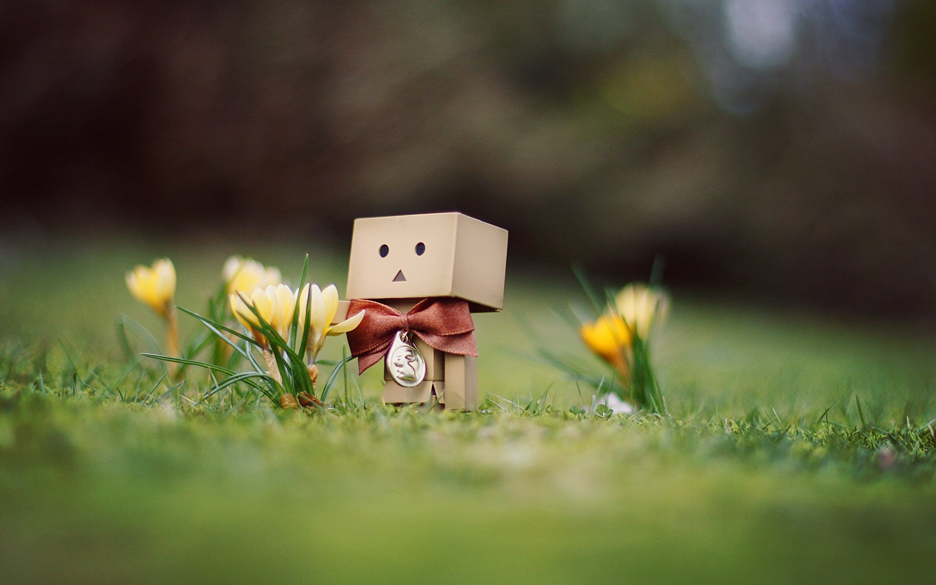 danbo mann überraschung blumen krokusse gras frühling