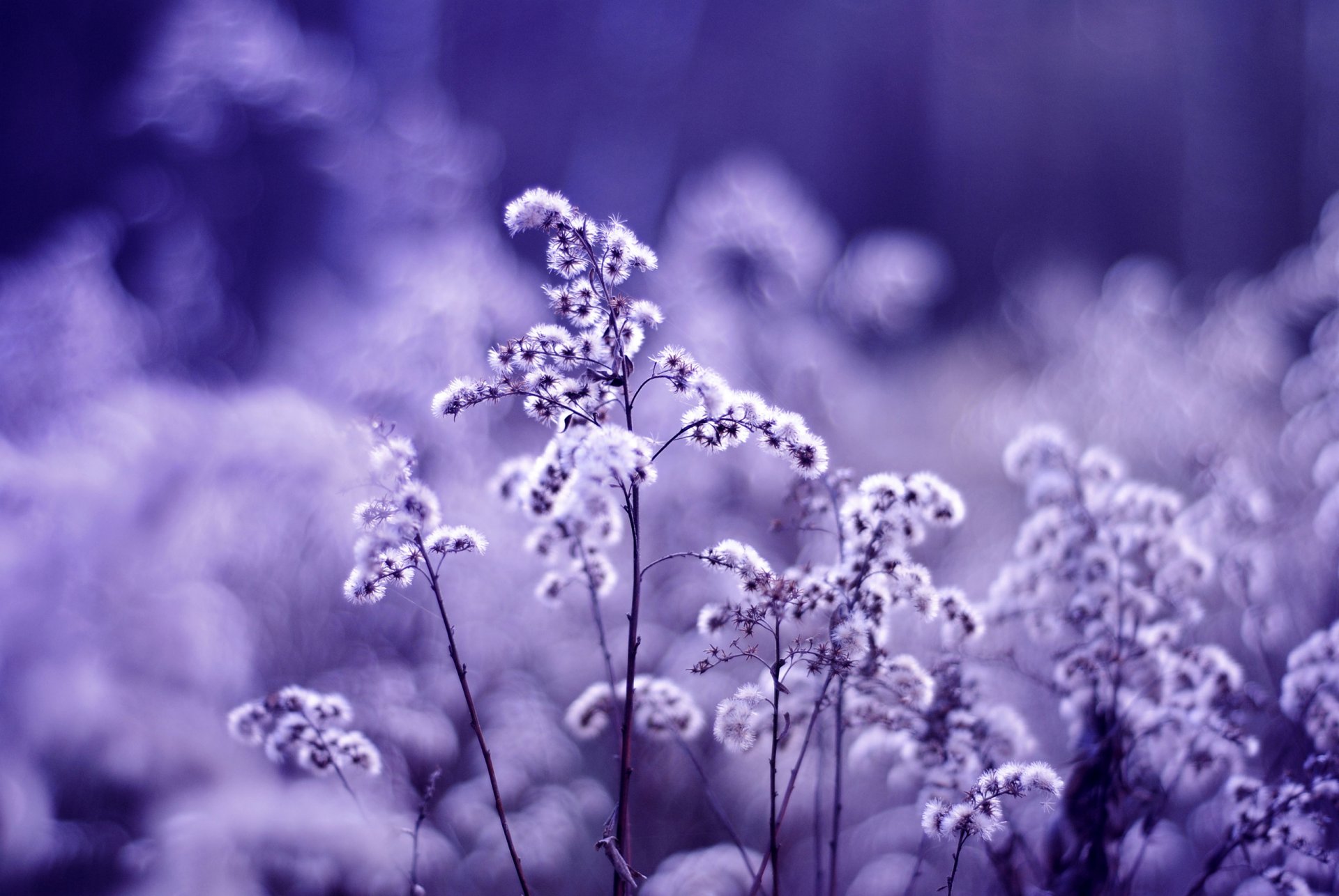 plants plant purple lilac flowers dried flower glare blur color macro