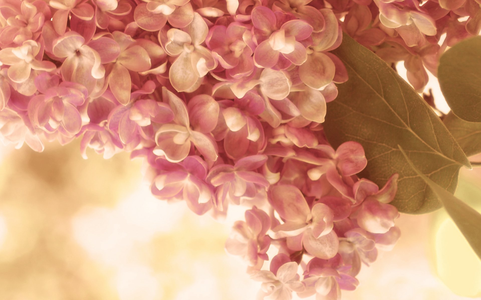 lilac pink cream tender branch leaves flower spring close up