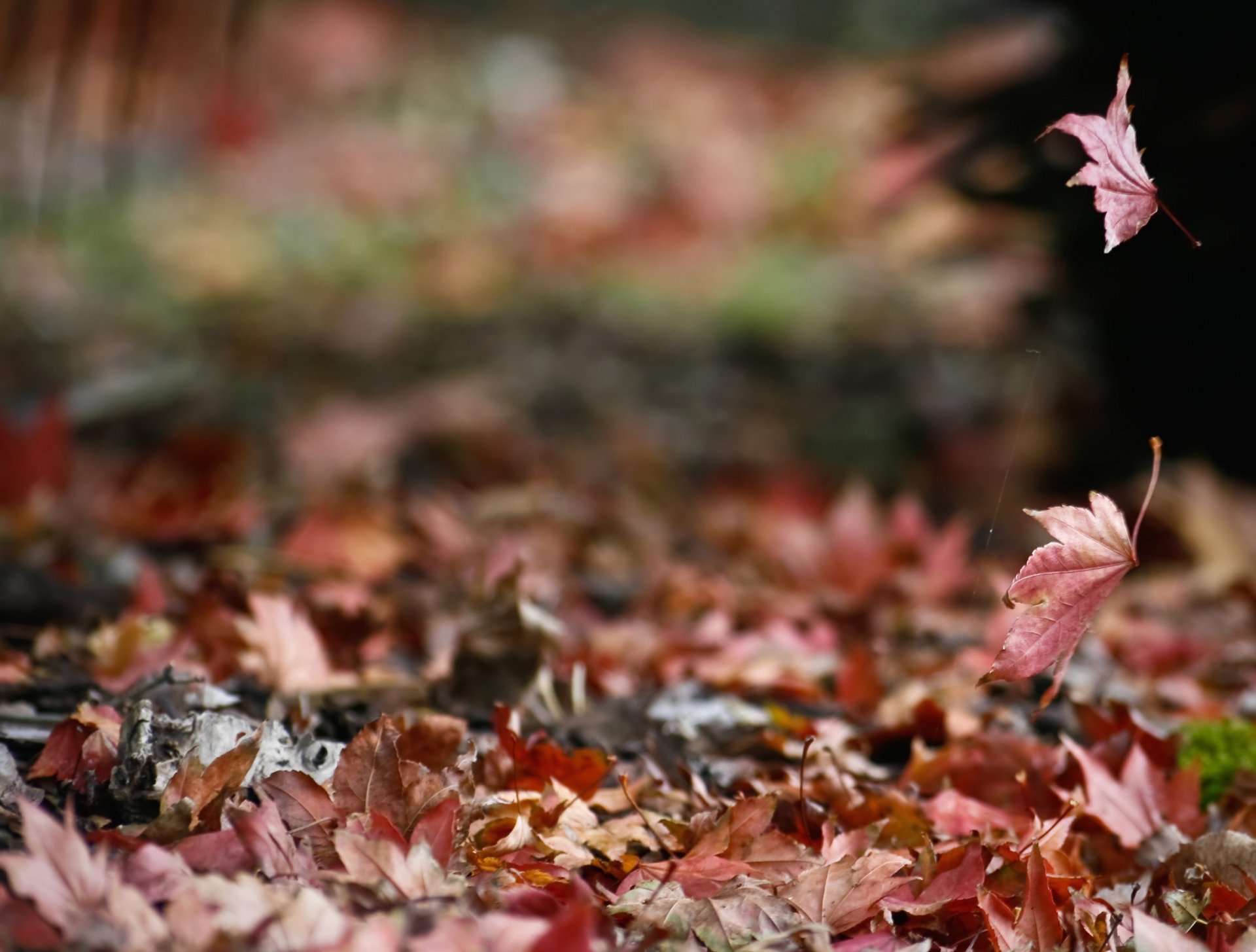 natura autunno fogliame ragnatele