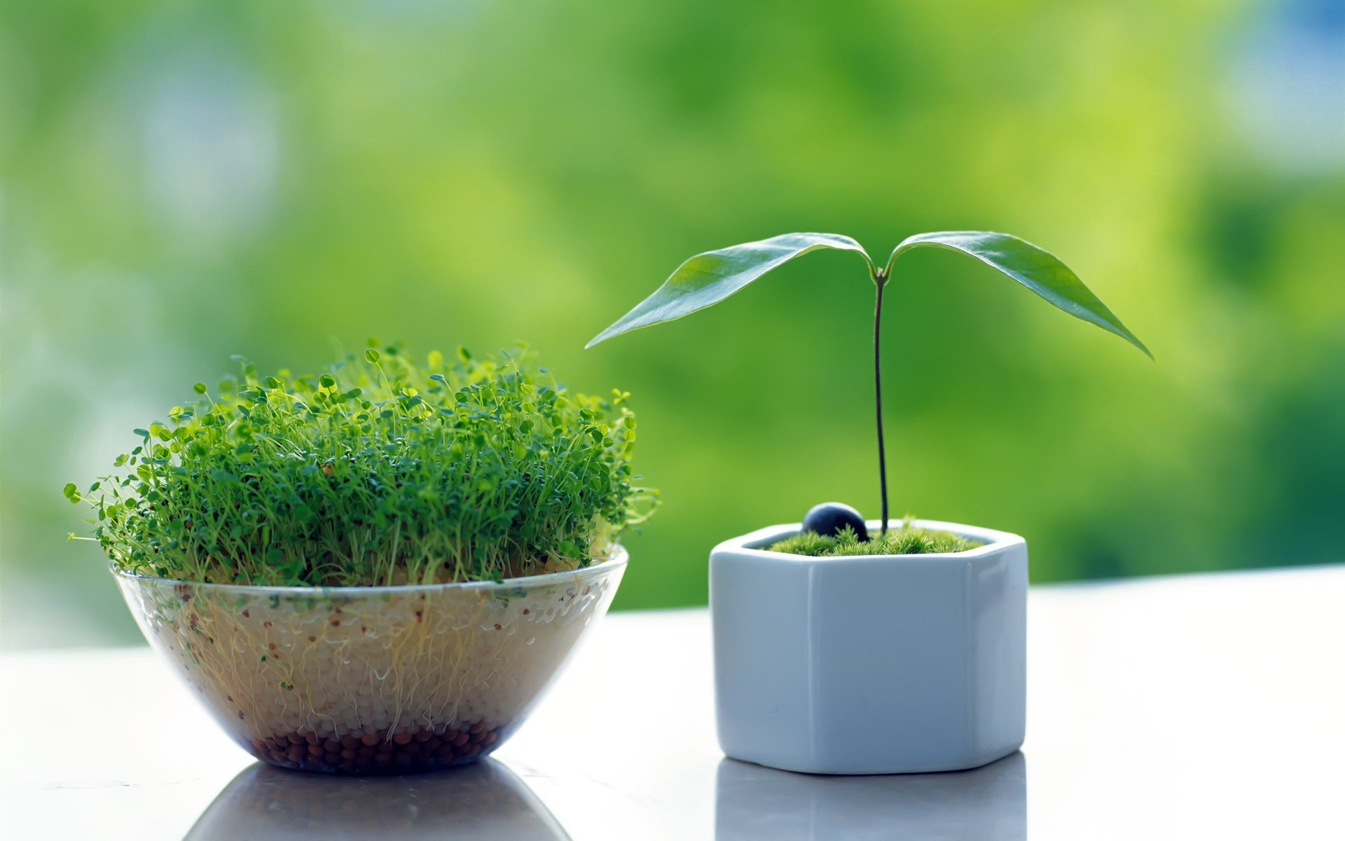 sprossen grün grüns frische frühling teller blätter makro