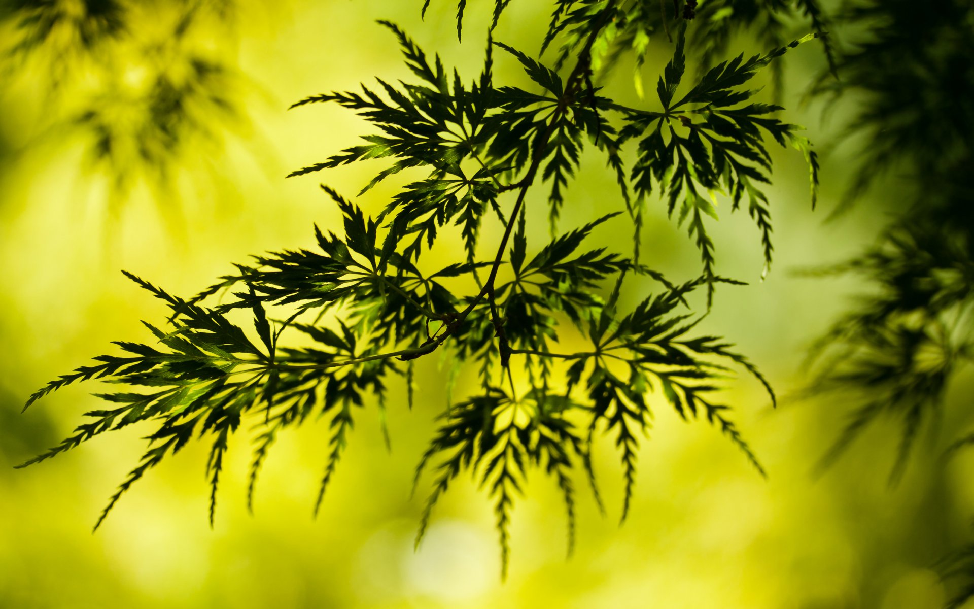 planta hojas follaje ramita vegetación