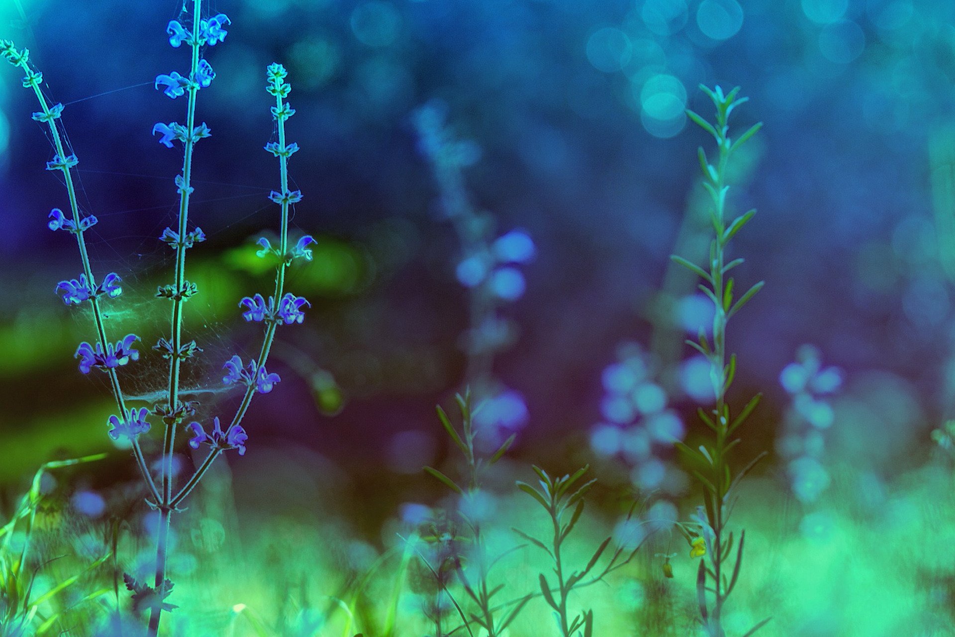 flower plants green blue flowers nature processing close up