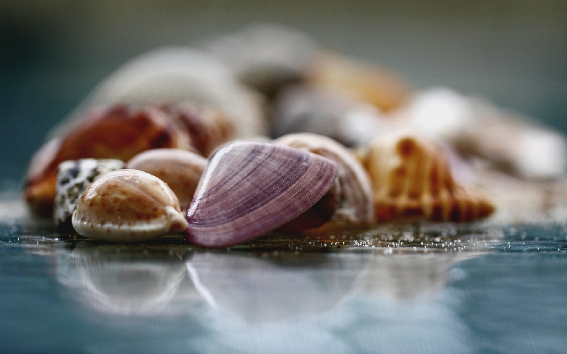 makro zdjęcie powierzchnia szkło muszle rozmycie tło tapeta