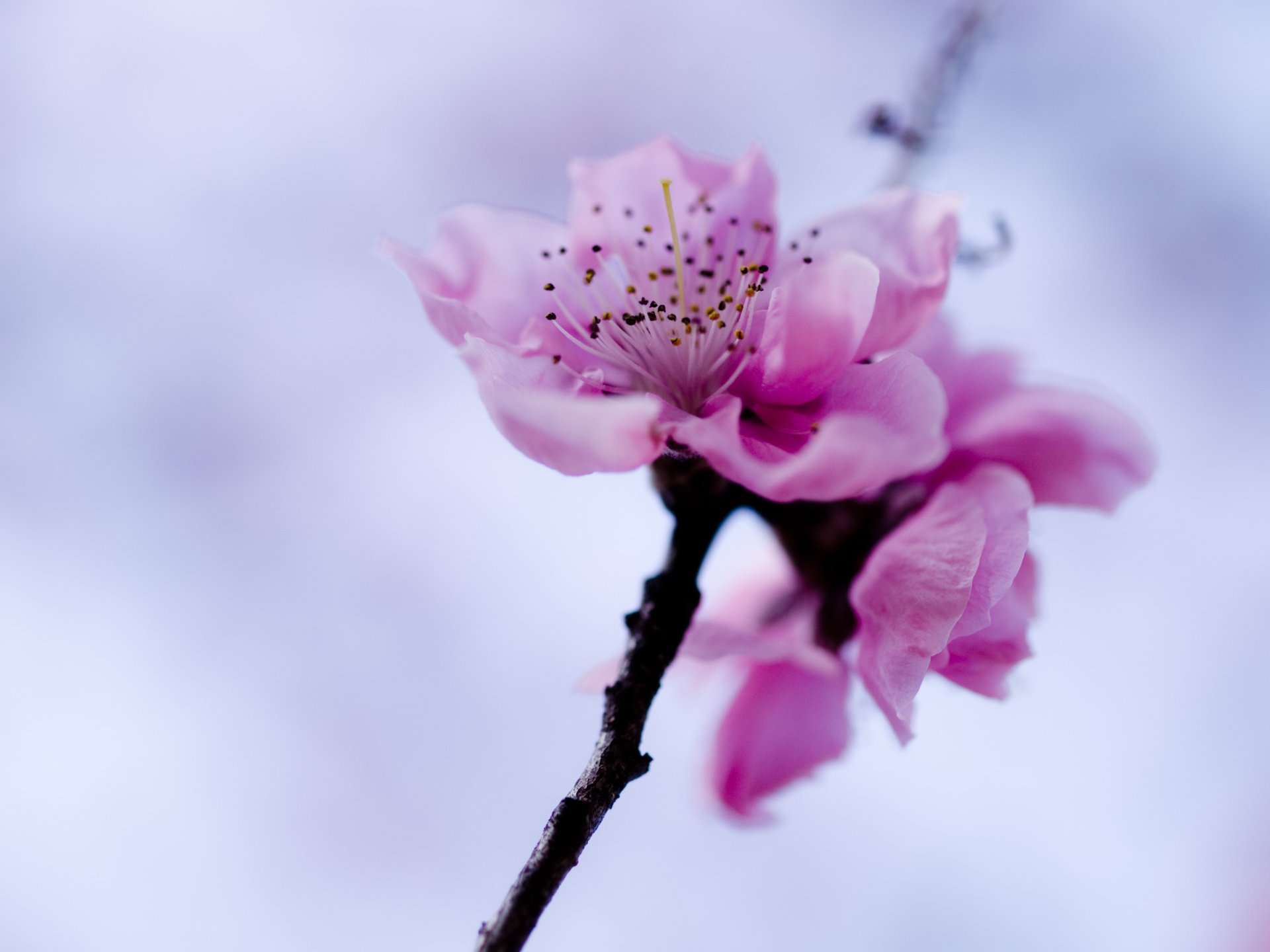 kwiat różowy sakura gałąź niebo wiosna