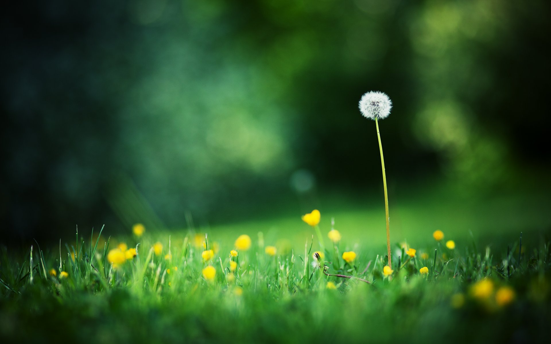 close up photo field grass flower dandelion summer blur bokeh background wallpaper