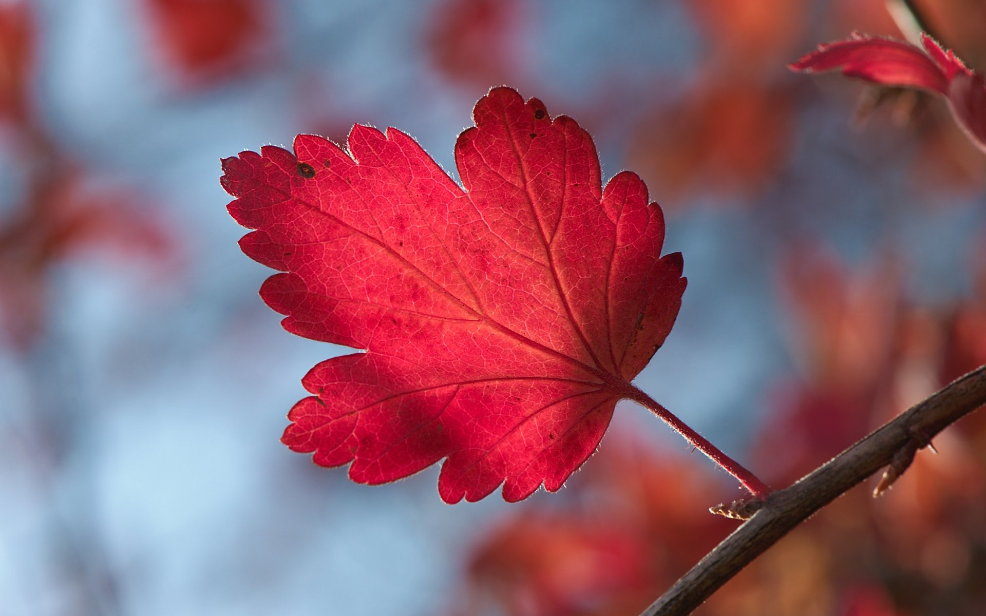 hoja hoja ramita otoño bokeh