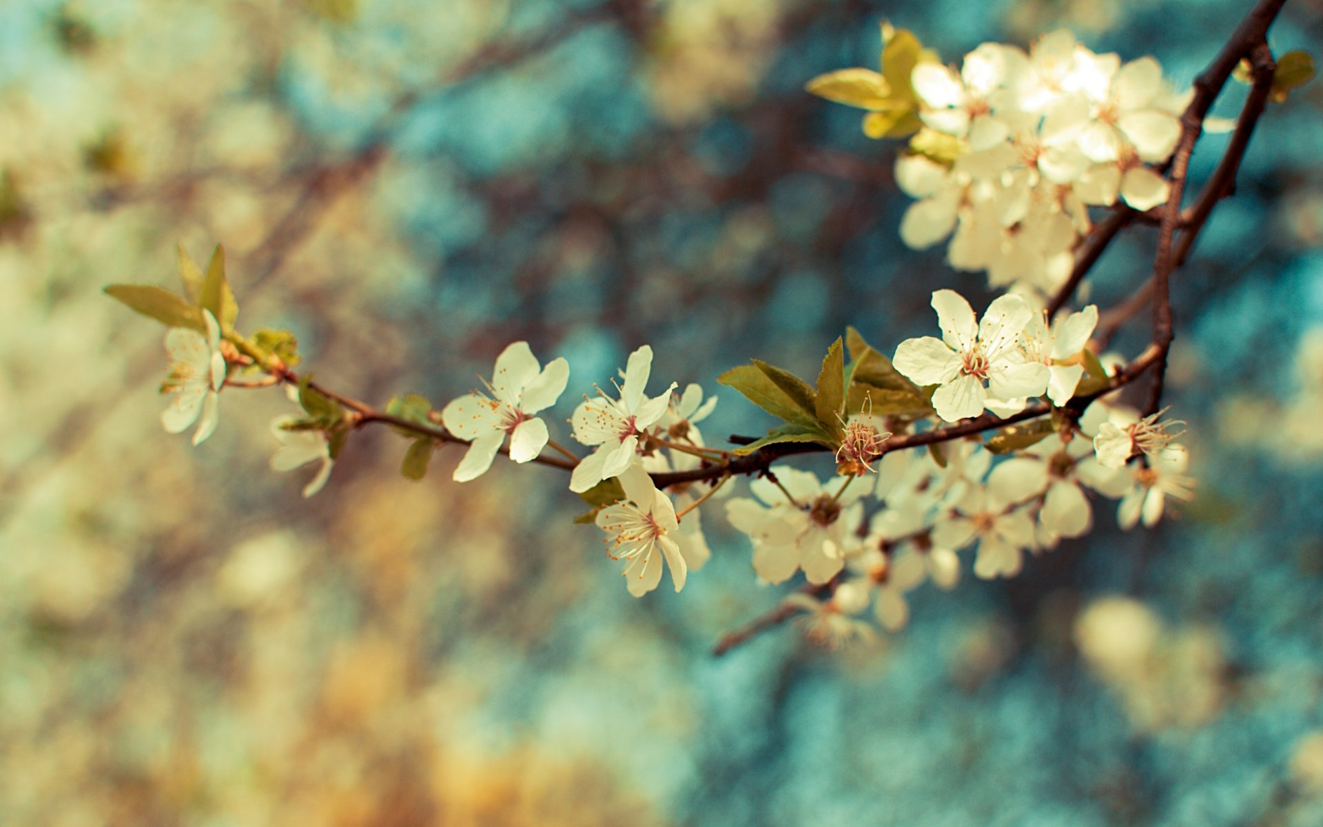 branch branch flowers spring colors leaves plant wallpaper