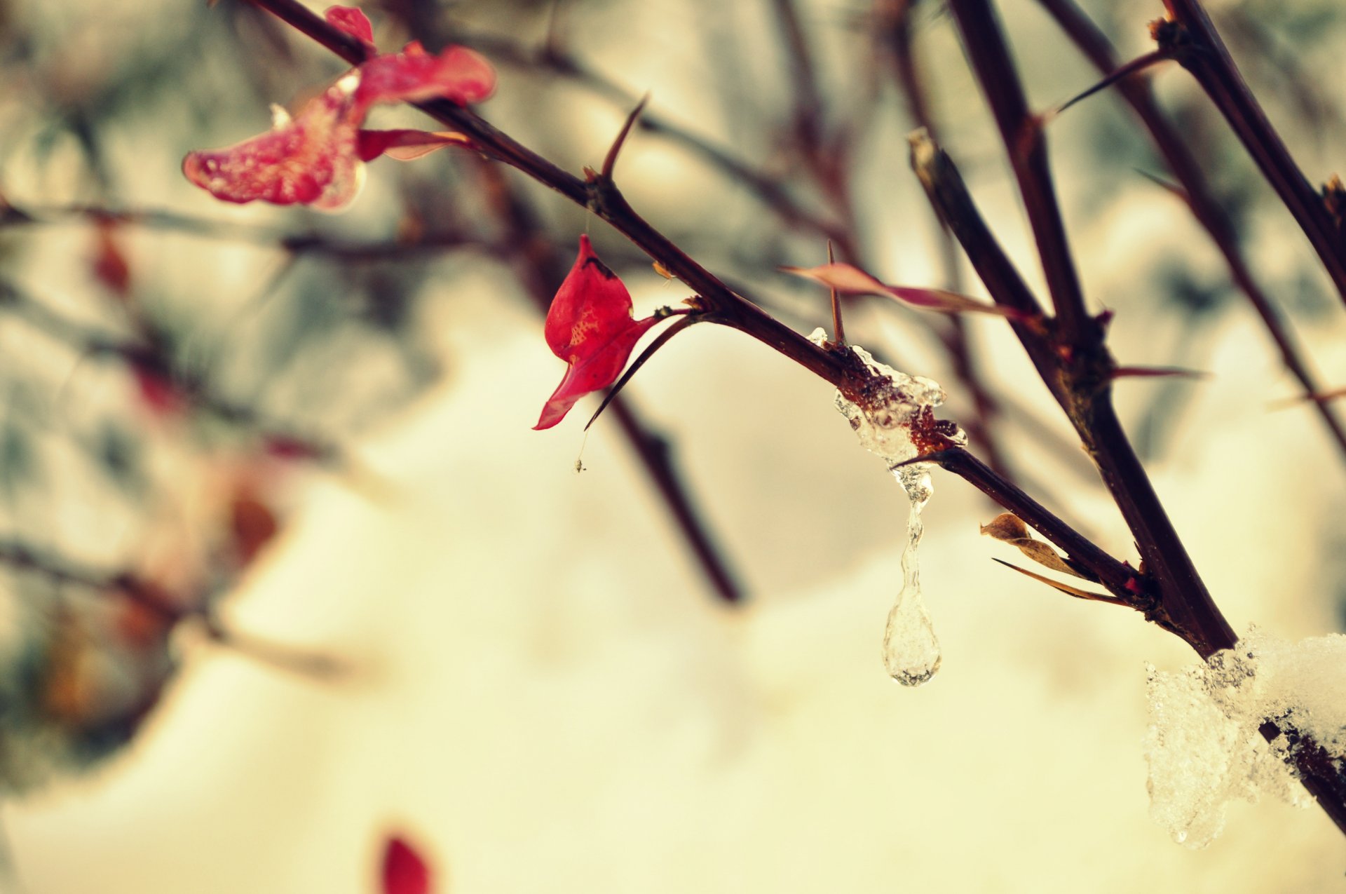 gros plan branche buisson arbre glace gouttes givre feuille neige printemps