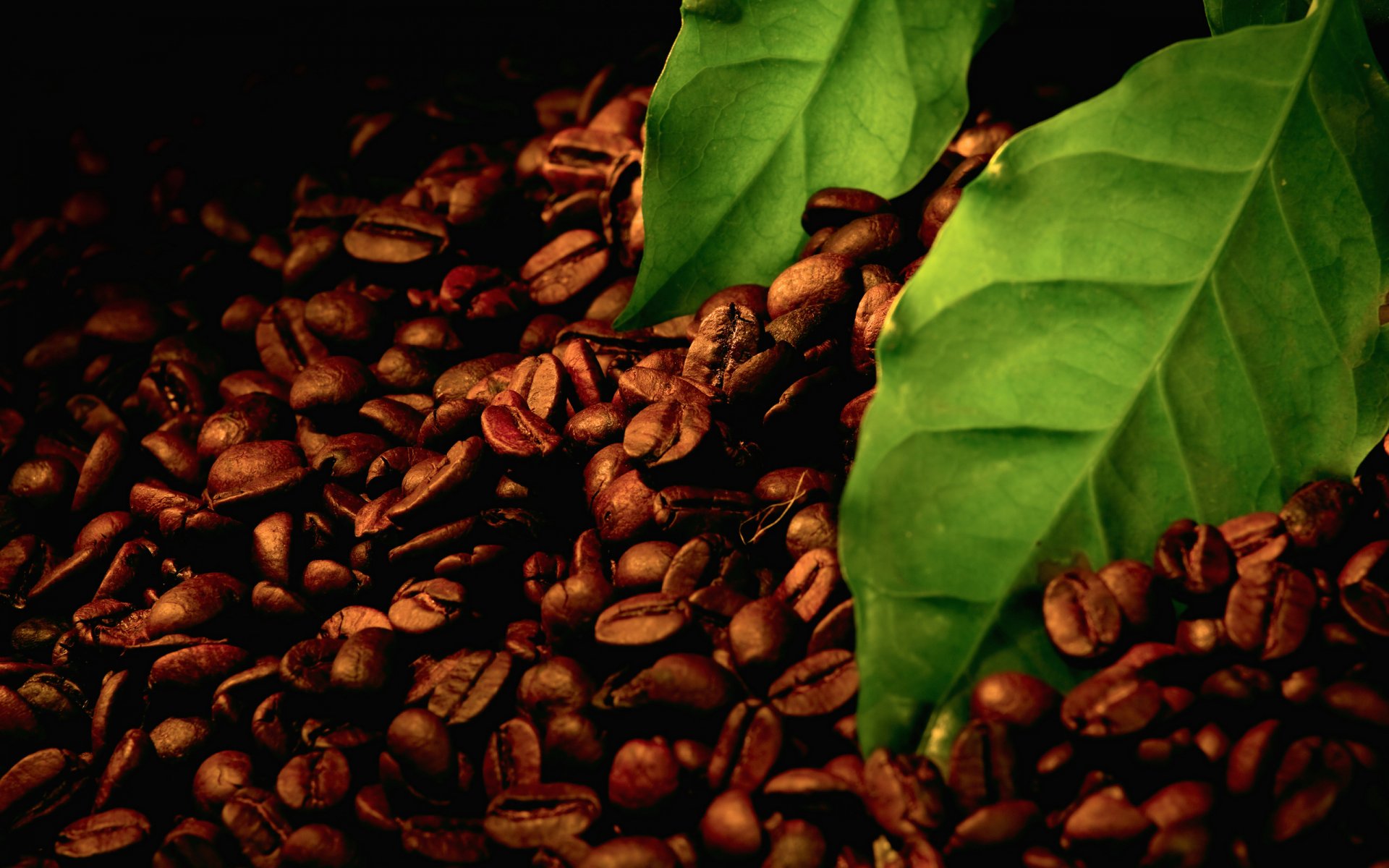 makro kaffee getreide blätter blätter blatt blatt