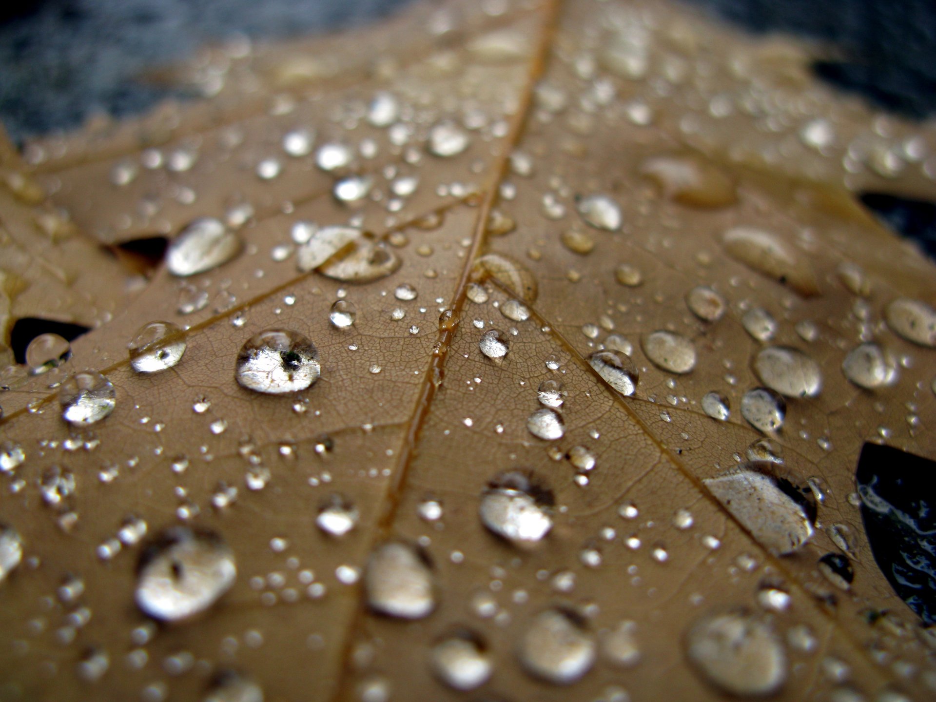 feuille gouttes eau pluie fraîcheur gros plan automne