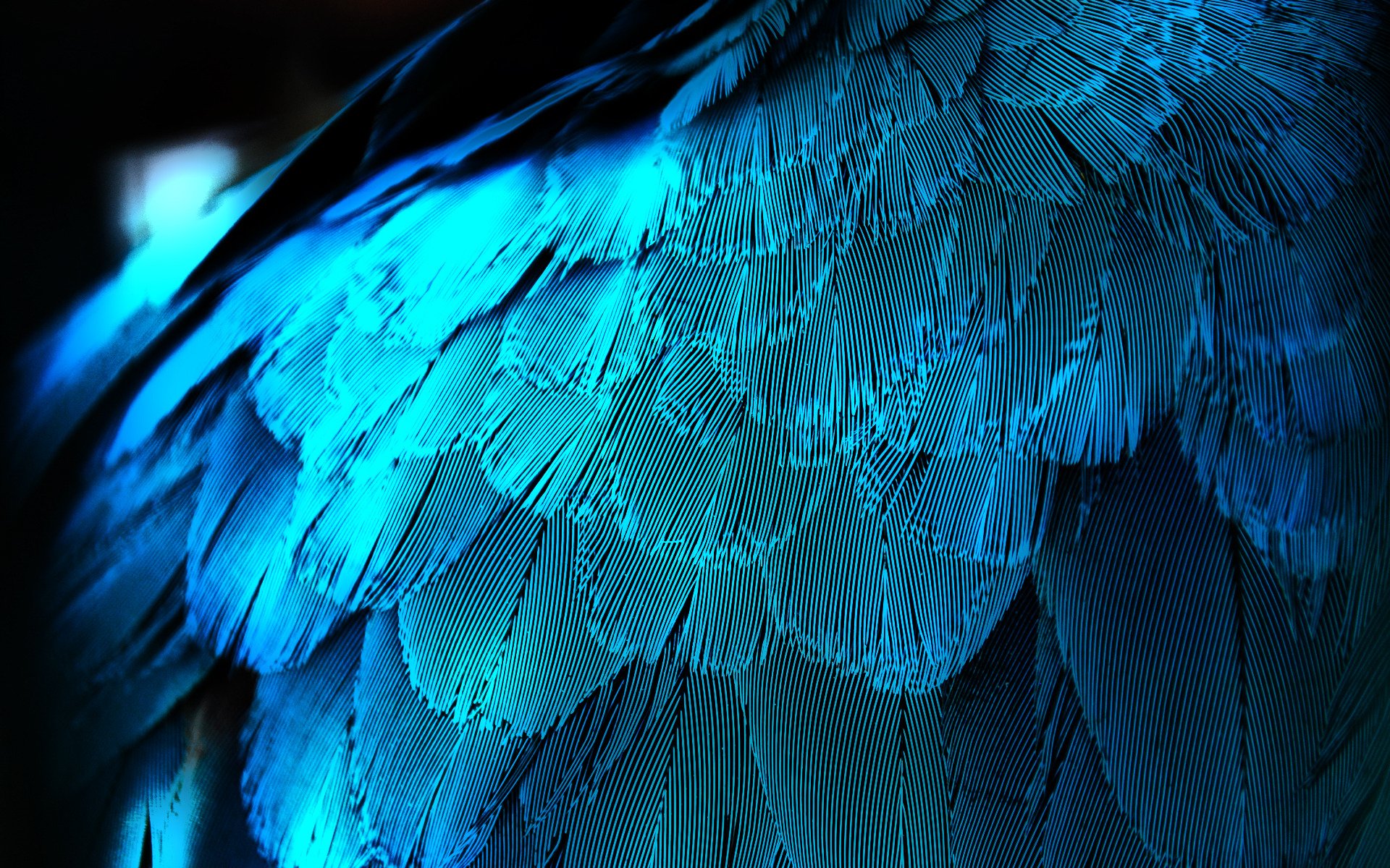 feather feathers wing blue close up