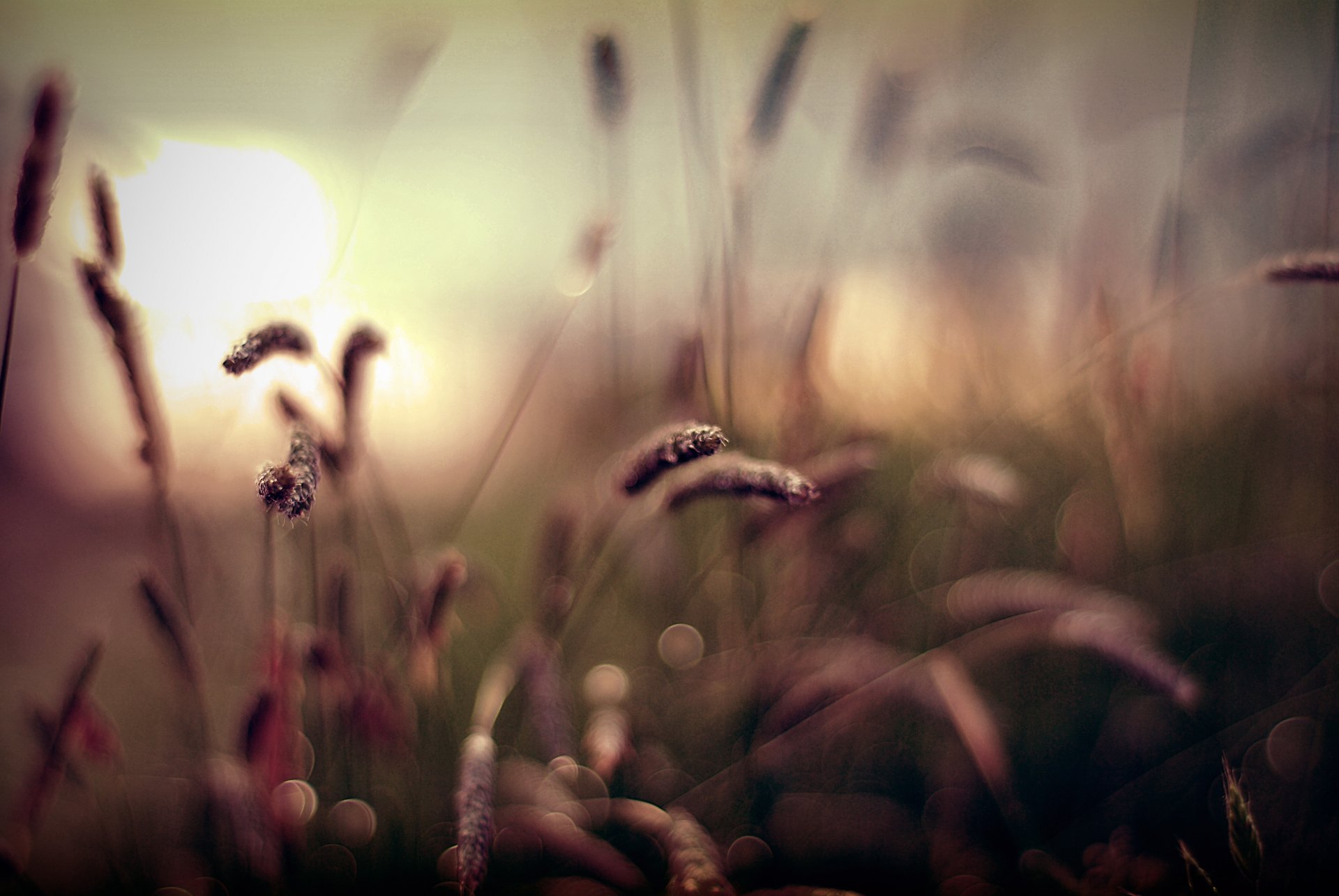 sonnenuntergang gras unschärfe