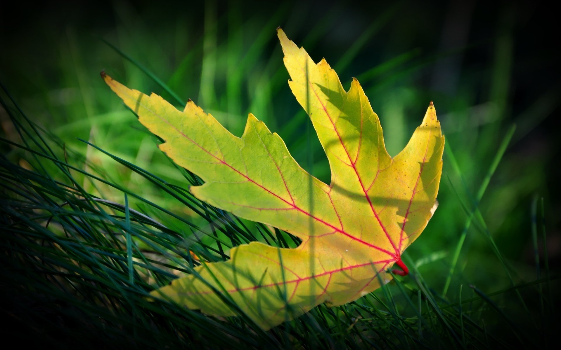 foglia gialla erba macro autunno