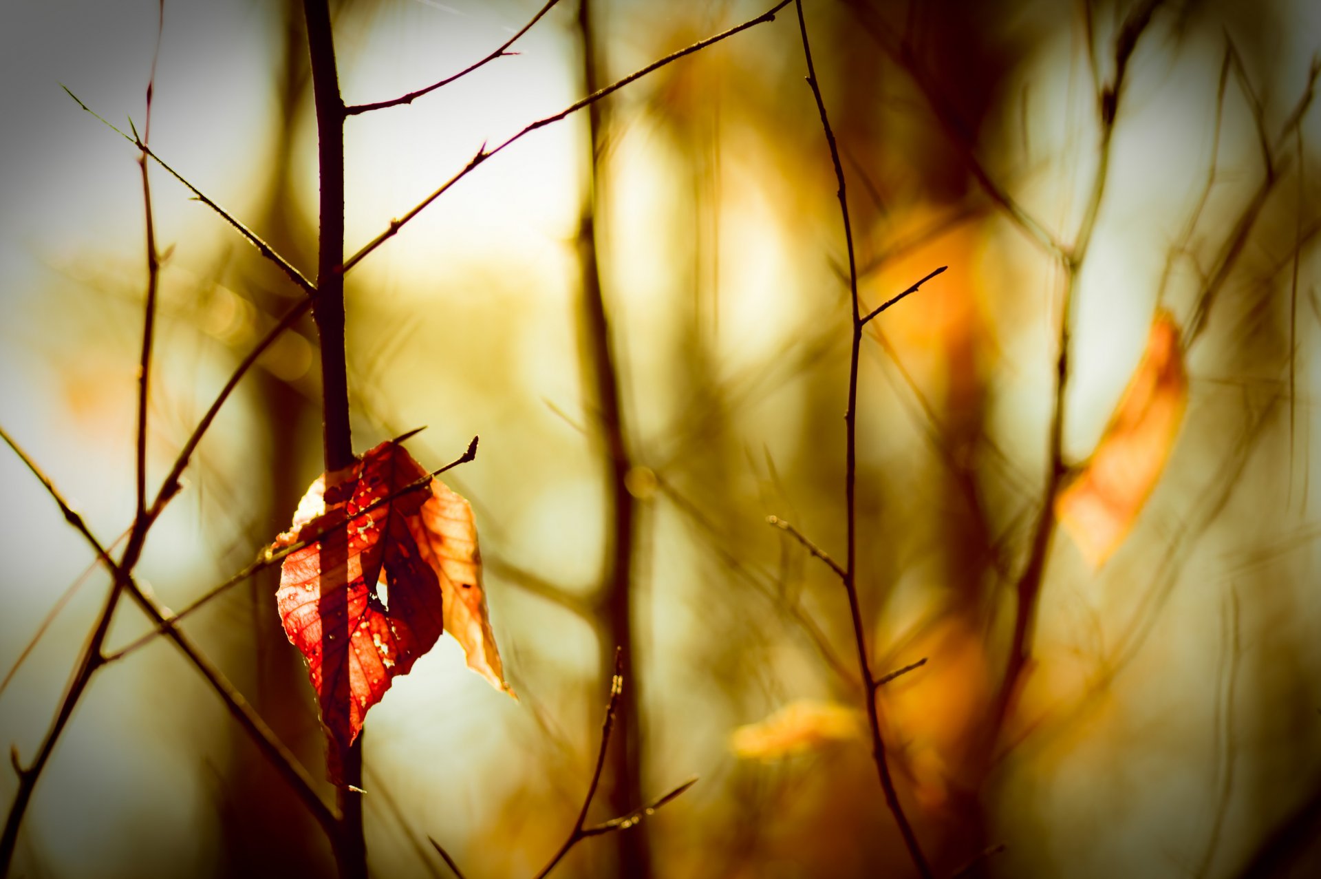 jesień gałązki liście rozmycie bokeh